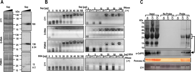 PMC11081511 – pbio.3002600.g007