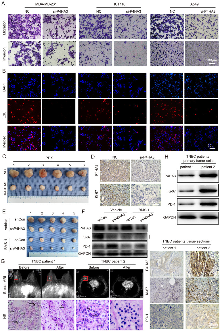 PMC11573185 – pcbi.1012284.g007