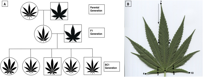 PMC8063869 – fig-1