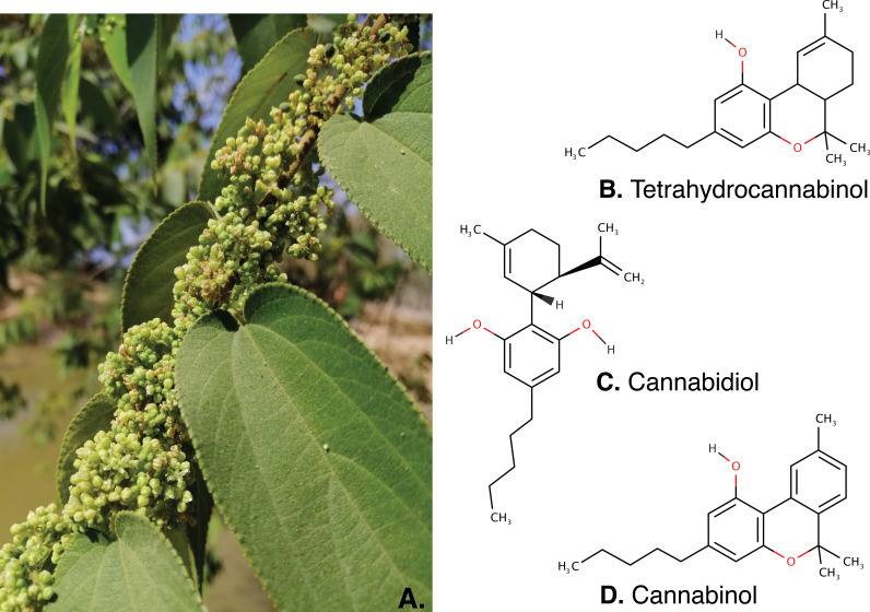 PMC8126263 – fig-4
