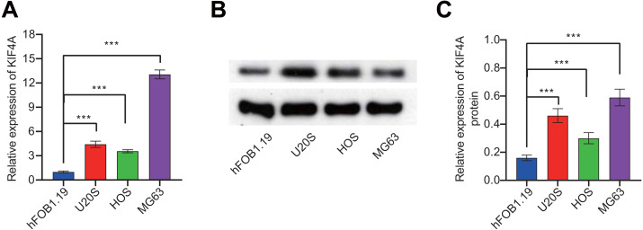 PMC8142929 – fig-2