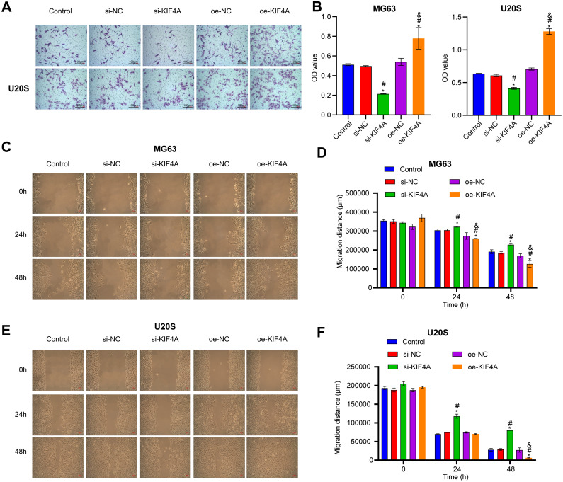 PMC8142929 – fig-4