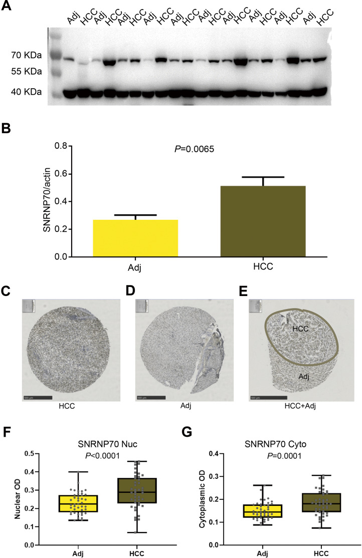 PMC10946392 – fig-6