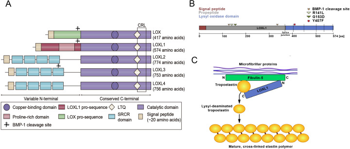PMC12335831 – fig-1