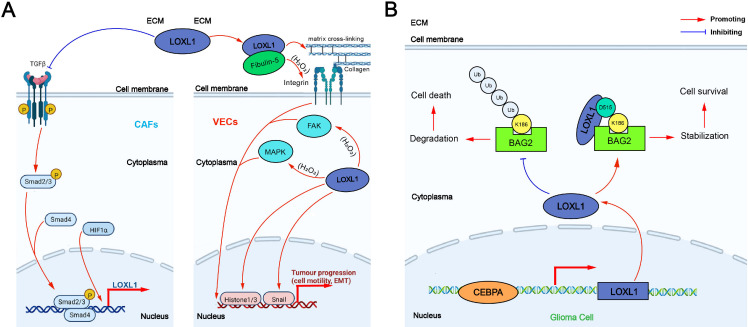 PMC12335831 – fig-3