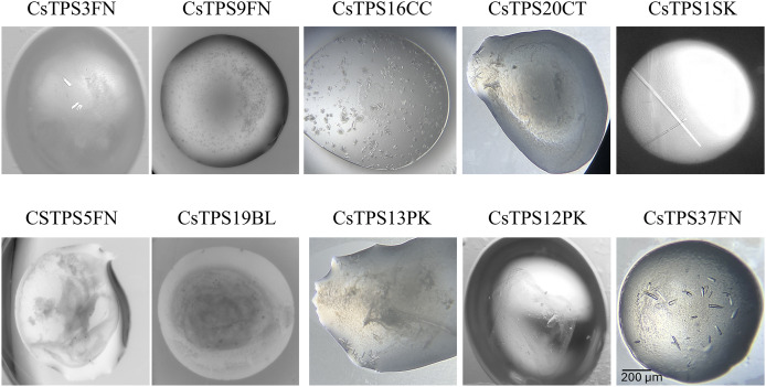 PMC12256043 – fig-7