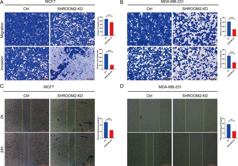 PMC12476865 – fig-12