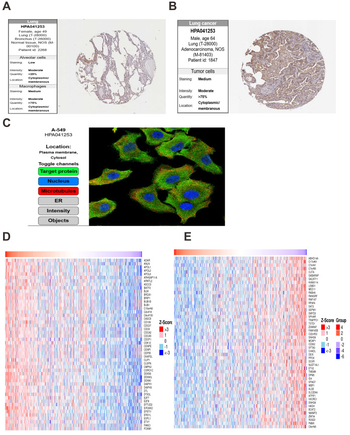 PMC12906706 – fig-9