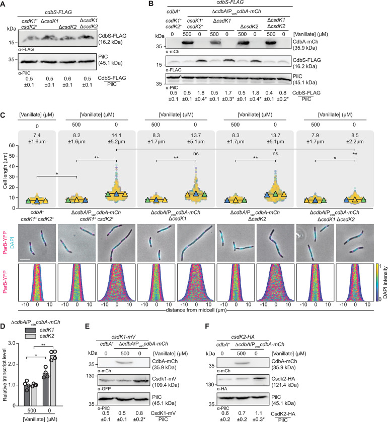 PMC10313047 – pgen.1010819.g005