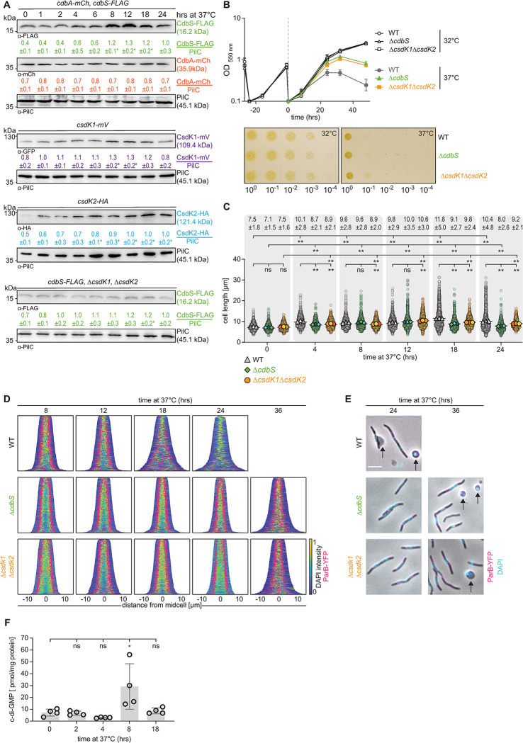 PMC10313047 – pgen.1010819.g006