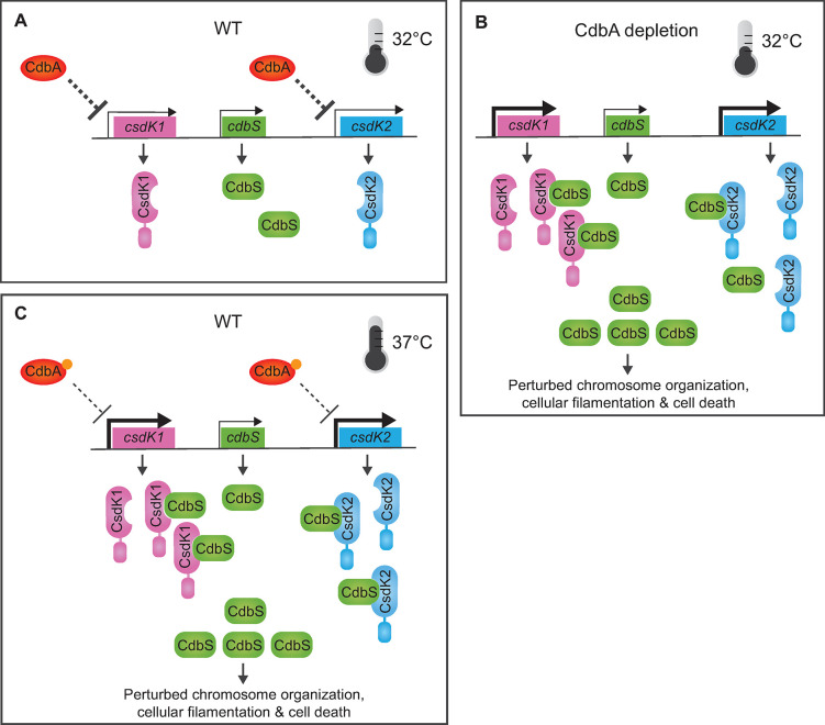 PMC10313047 – pgen.1010819.g007