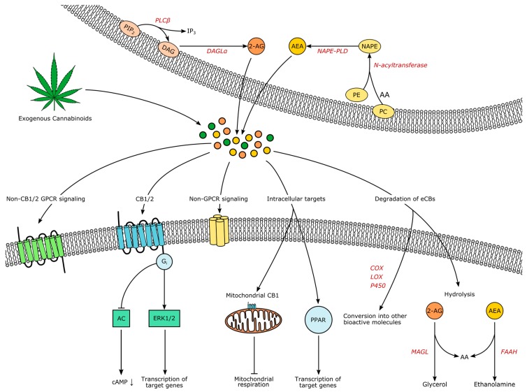 PMC6027162 – pharmaceuticals-11-00055-f001