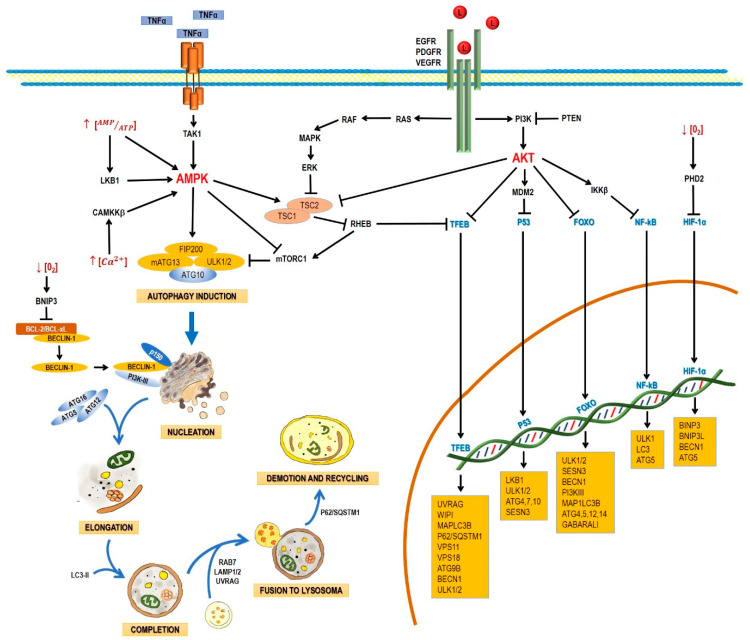 PMC7407942 – pharmaceuticals-13-00156-f001