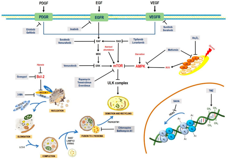 PMC7407942 – pharmaceuticals-13-00156-f003