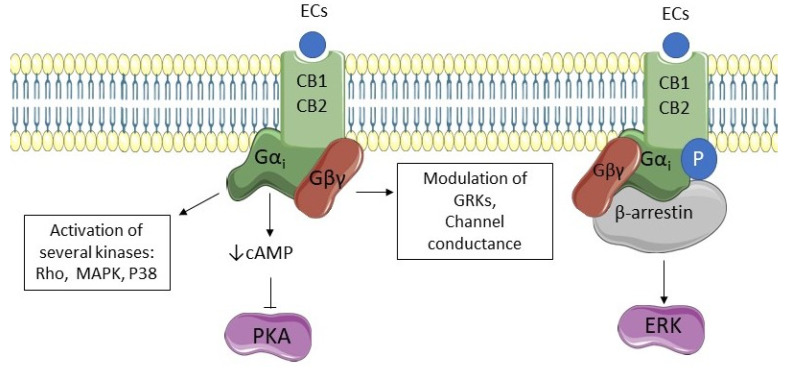 PMC8538206 – pharmaceuticals-14-01002-f002
