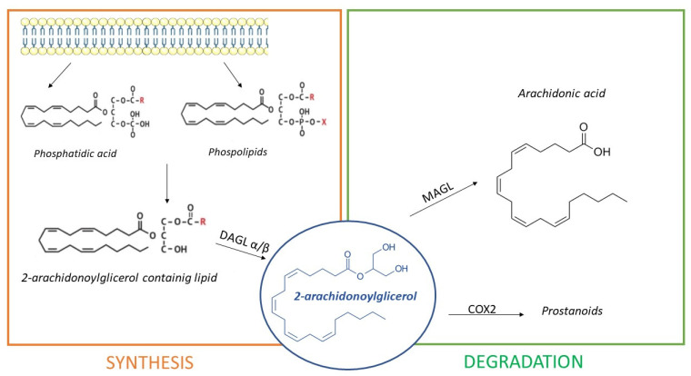 PMC8538206 – pharmaceuticals-14-01002-f003