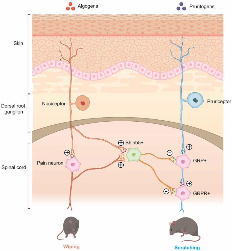 PMC9318852 – pharmaceuticals-15-00892-f001