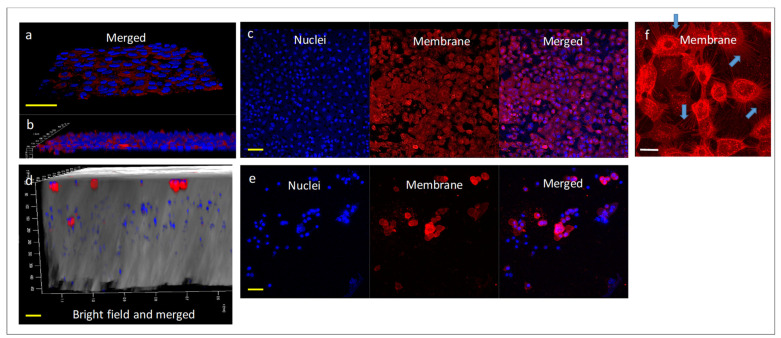 PMC9787964 – pharmaceuticals-15-01559-f007