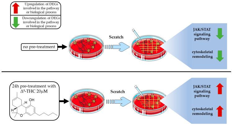 PMC10535185 – pharmaceuticals-16-01268-f006