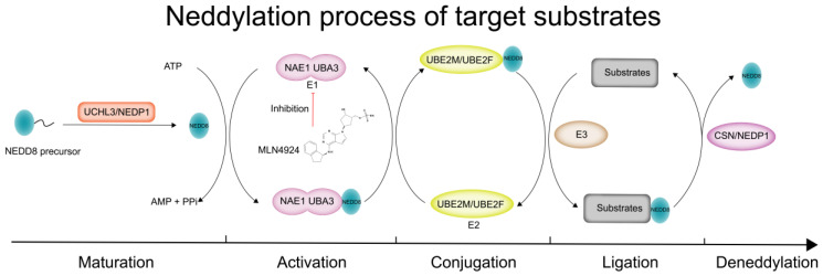 PMC11125012 – pharmaceuticals-17-00635-f001