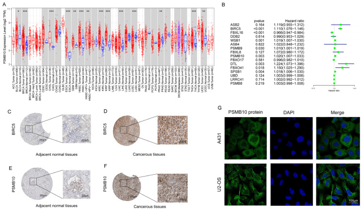 PMC11125012 – pharmaceuticals-17-00635-f008