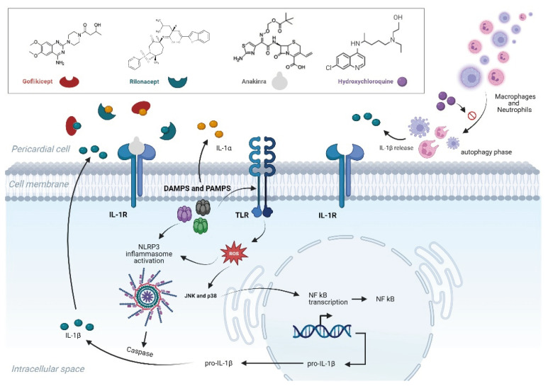 PMC11357540 – pharmaceuticals-17-01069-f001