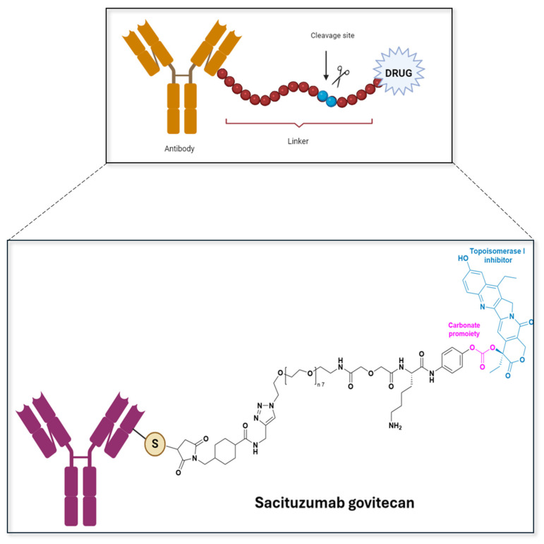 PMC11859331 – pharmaceuticals-18-00210-f010