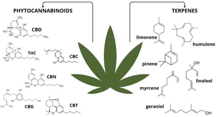 PMC12472321 – pharmaceuticals-18-01244-f002