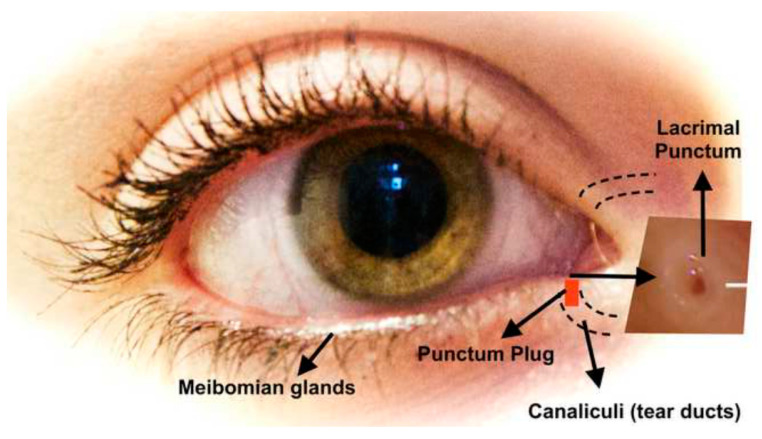 PMC7765989 – pharmaceutics-12-01232-f003