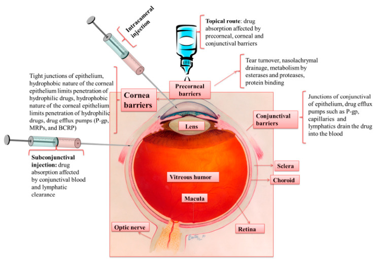 PMC7765989 – pharmaceutics-12-01232-f004