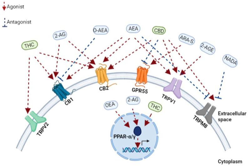 PMC8877666 – pharmaceutics-14-00389-f001