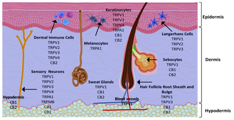 PMC8876728 – pharmaceutics-14-00438-f001