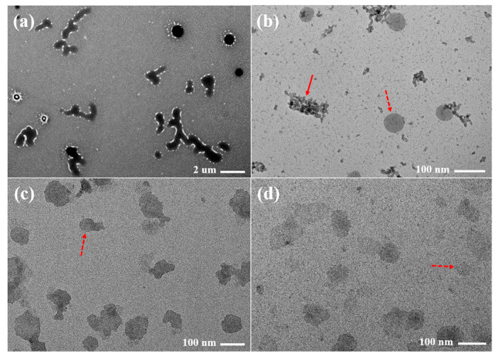 PMC9500606 – pharmaceutics-14-01875-f007