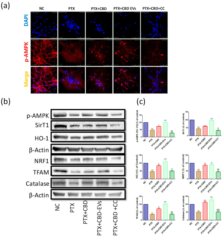 PMC9964872 – pharmaceutics-15-00554-f008