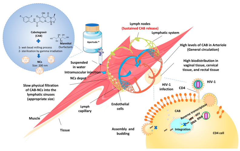 PMC10059816 – pharmaceutics-15-00774-f002