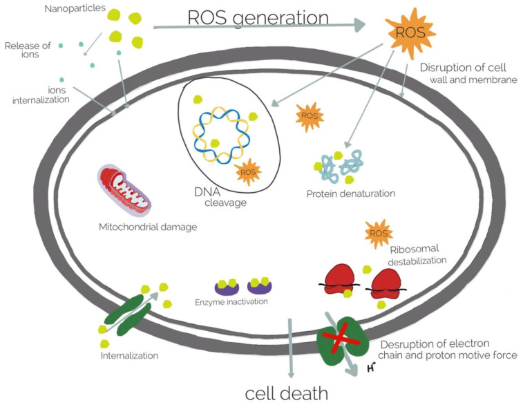 PMC10143535 – pharmaceutics-15-01142-f004