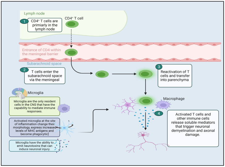 PMC10891830 – pharmaceutics-16-00241-f001