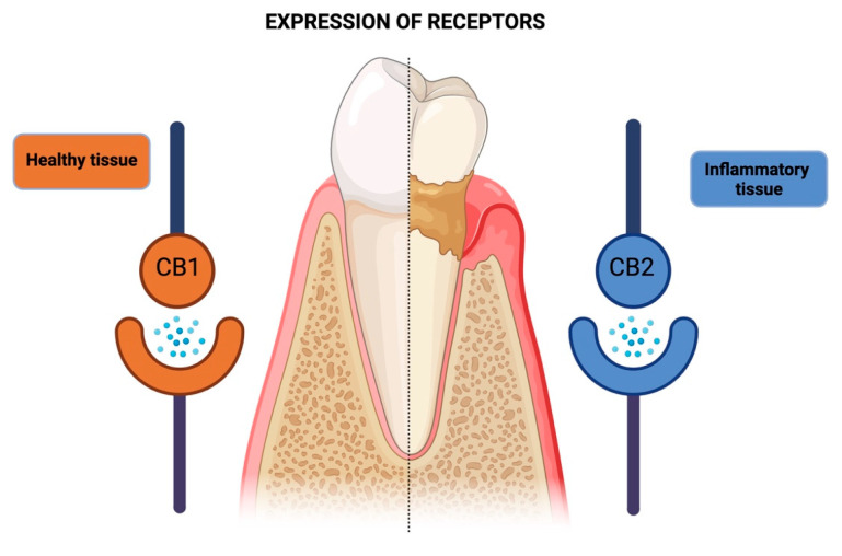 PMC11279938 – pharmaceutics-16-00893-f004
