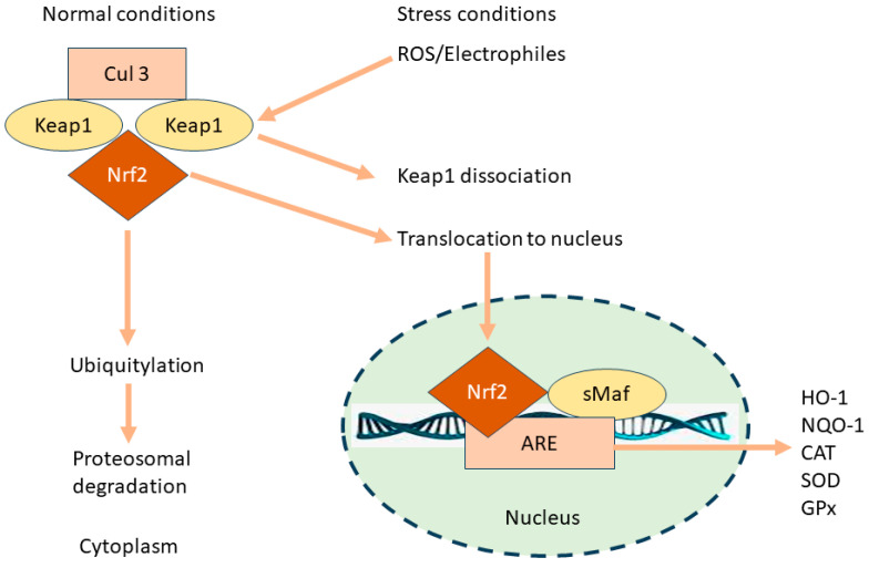 PMC11358986 – pharmaceutics-16-01068-f001