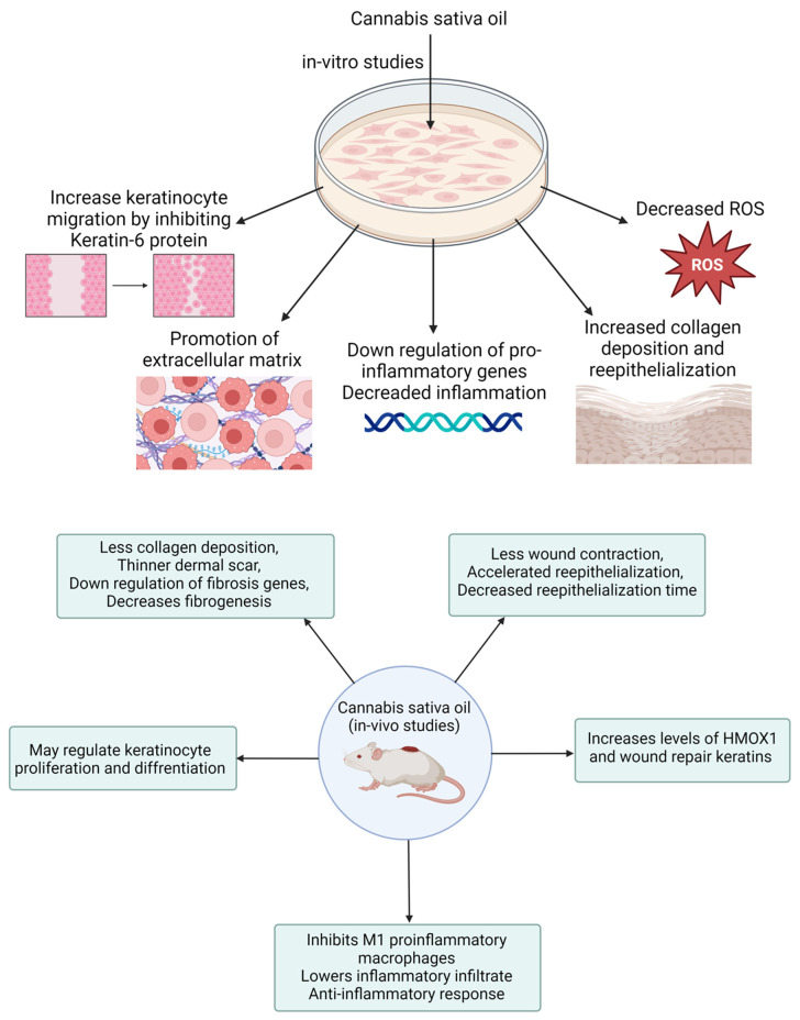 PMC11510192 – pharmaceutics-16-01277-f006