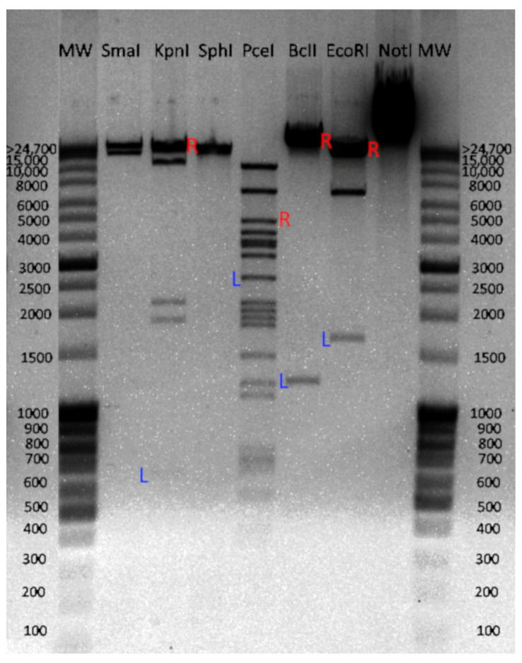 PMC11510935 – pharmaceutics-16-01312-f002