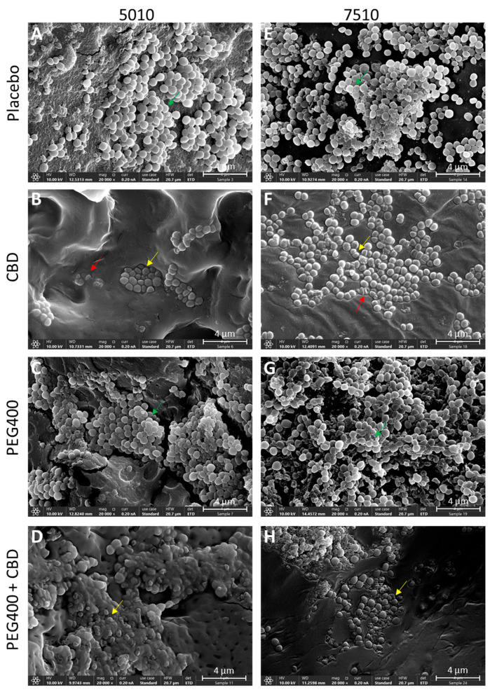 PMC12030335 – pharmaceutics-17-00463-f010