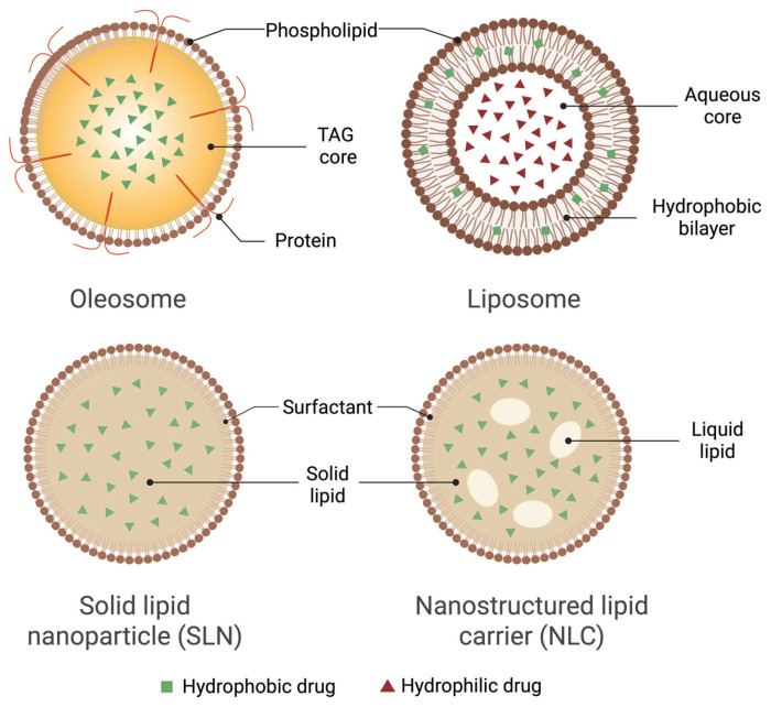 PMC12566702 – pharmaceutics-17-01303-f003