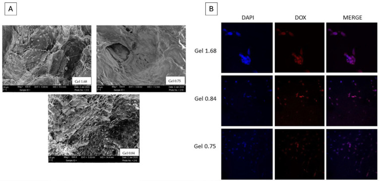 PMC12845425 – pharmaceutics-18-00074-f005