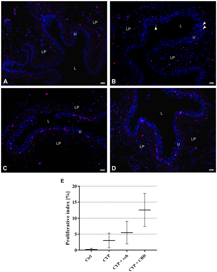 PMC13118637 – pharmaceutics-18-00458-f004