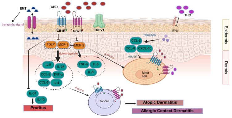 PMC13118513 – pharmaceutics-18-00469-f004