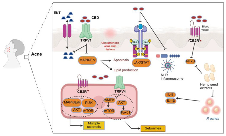 PMC13118513 – pharmaceutics-18-00469-f005
