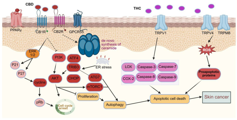 PMC13118513 – pharmaceutics-18-00469-f007