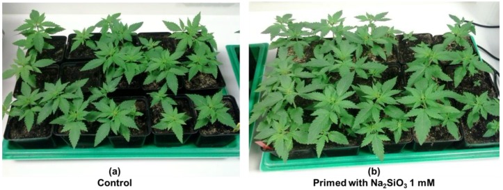 PMC5620593 – plants-06-00037-f001