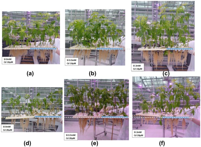 PMC5620593 – plants-06-00037-f002